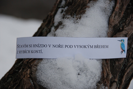 2013_01_23_04_první_ptačí_informace_05