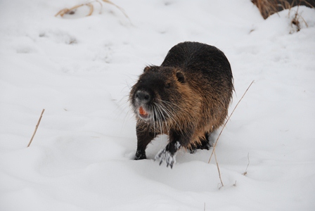 2013_01_23_nutrie_02